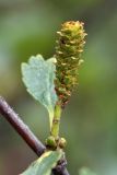 Betula × alpestris. Соплодие. Мурманск, г. Горелая, верхняя граница лесотундры. 08.08.2010.