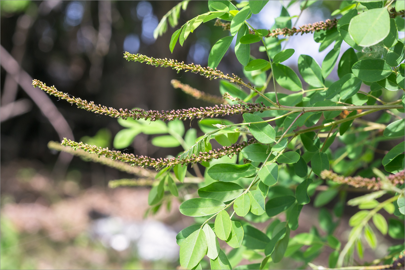 Image of Amorpha fruticosa specimen.