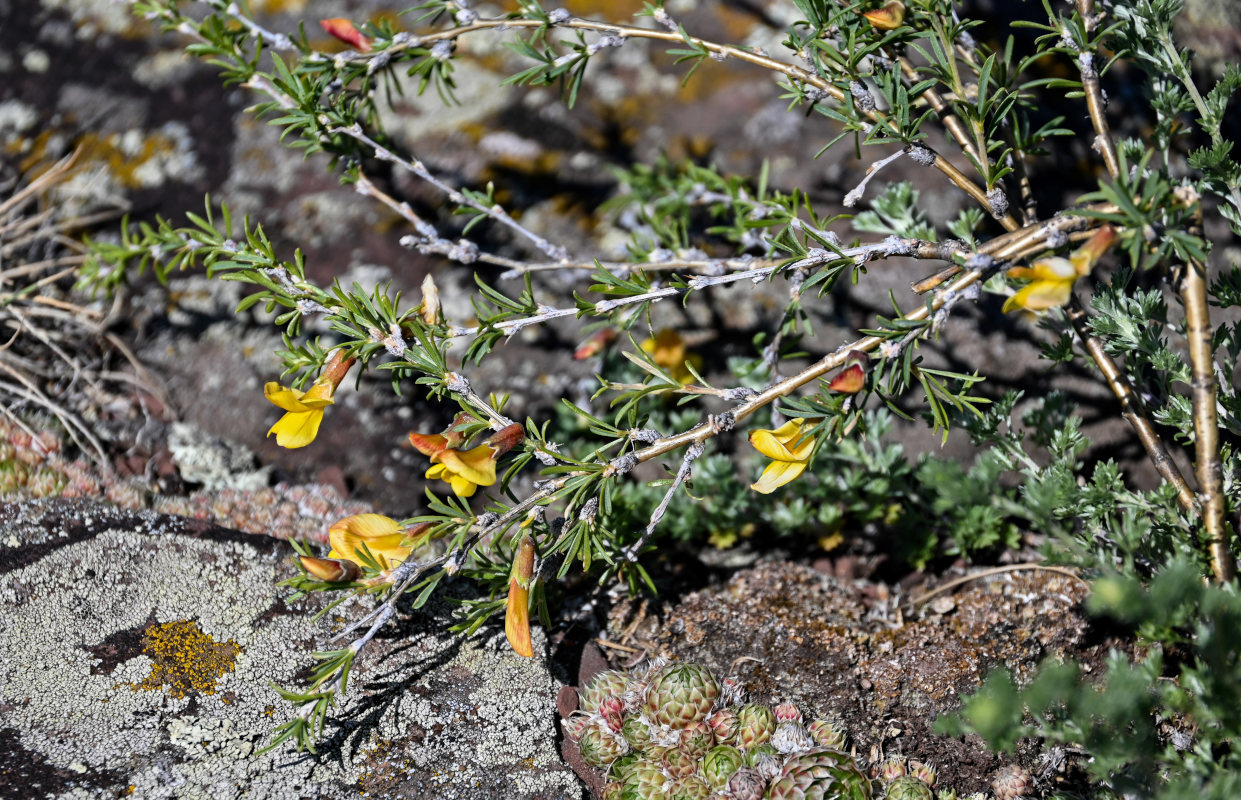 Image of Caragana pygmaea specimen.