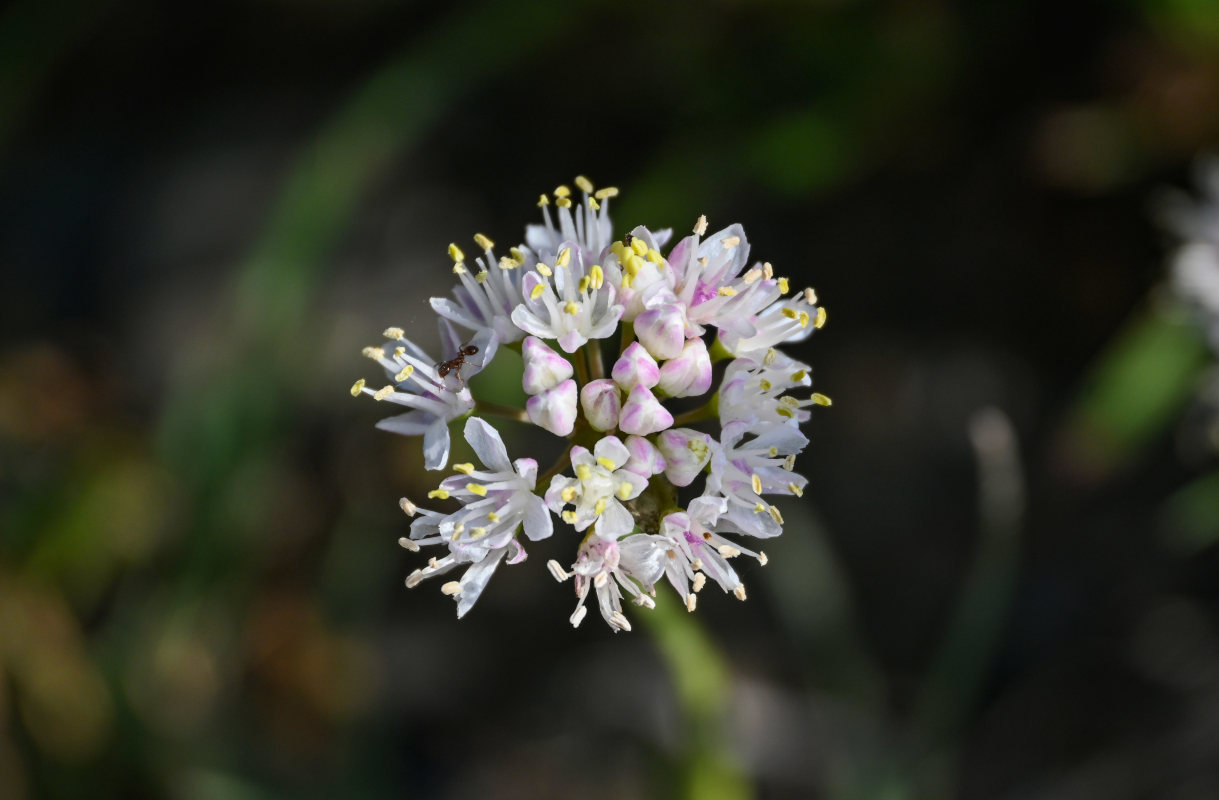 Изображение особи Allium denudatum.