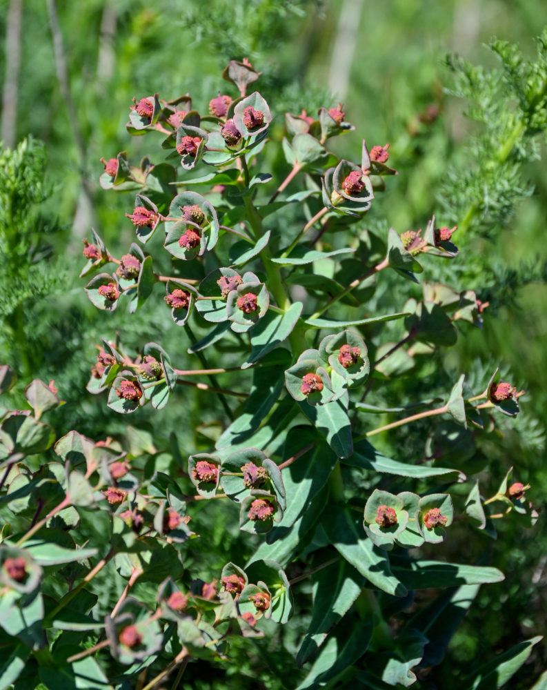 Изображение особи Euphorbia condylocarpa.