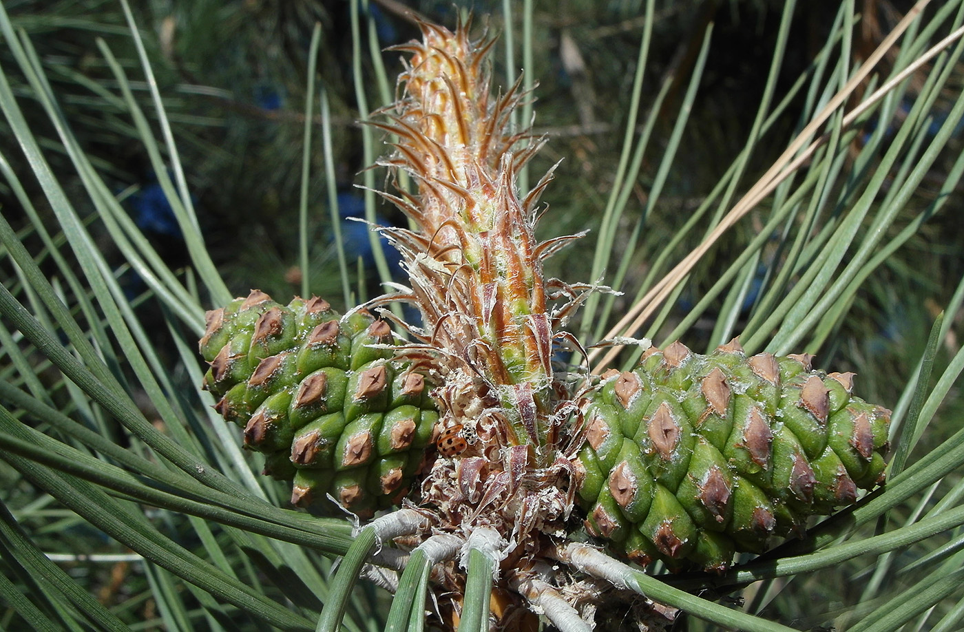 Изображение особи Pinus pallasiana.