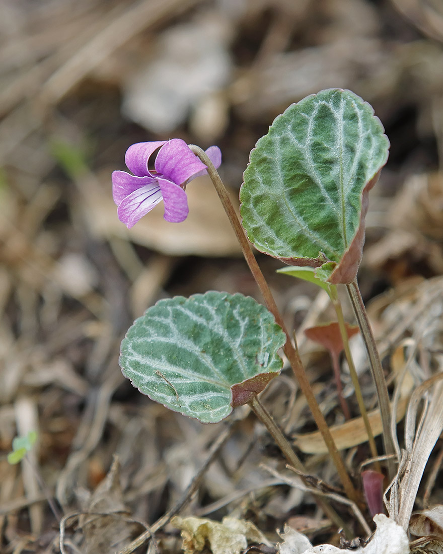 Image of Viola variegata specimen.