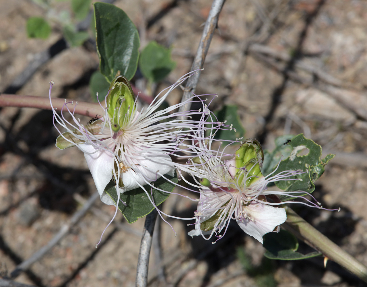 Image of Capparis herbacea specimen.