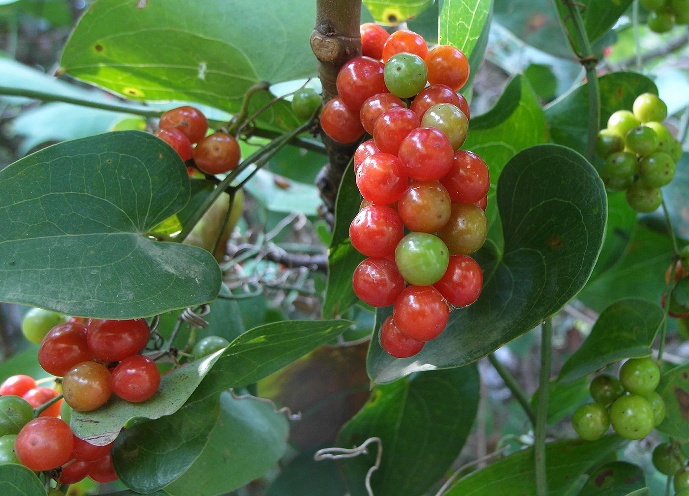 Image of genus Smilax specimen.