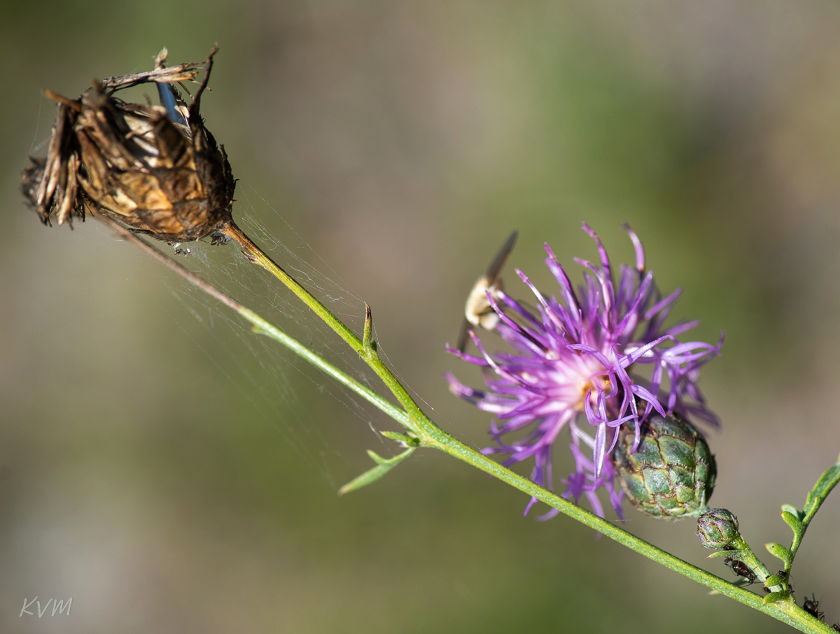 Image of Centaurea adpressa specimen.