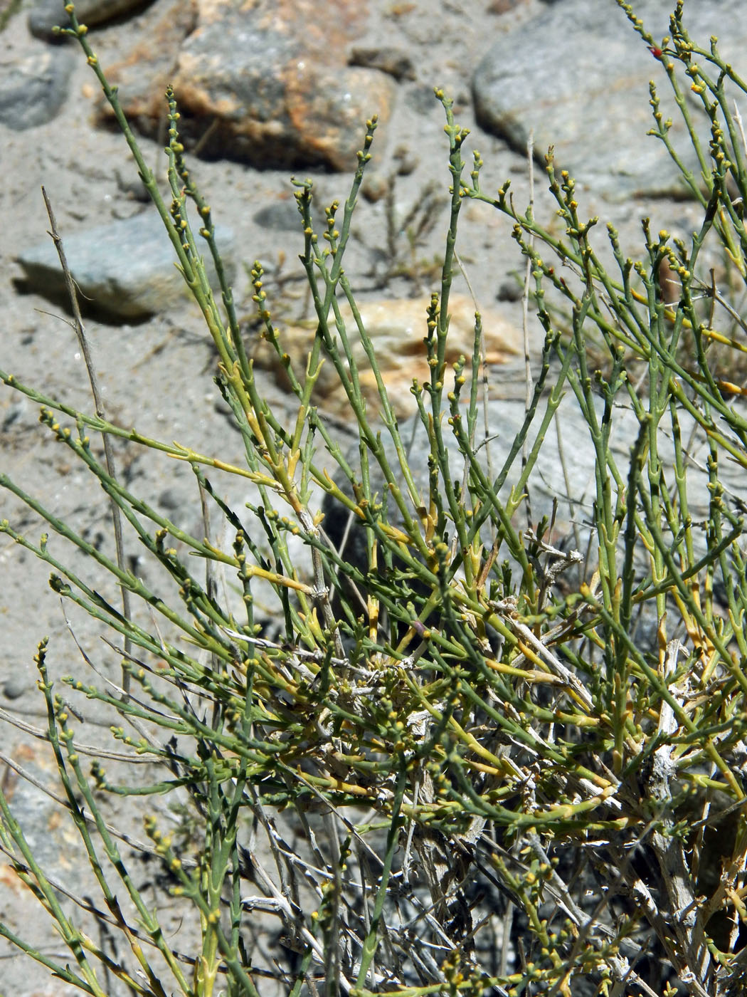 Image of Anabasis turkestanica specimen.