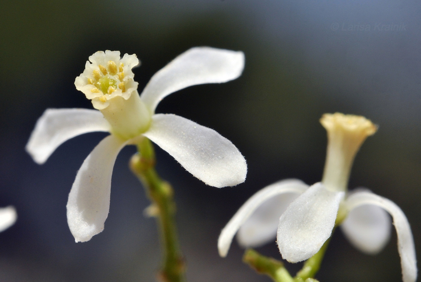 Image of Azadirachta indica specimen.