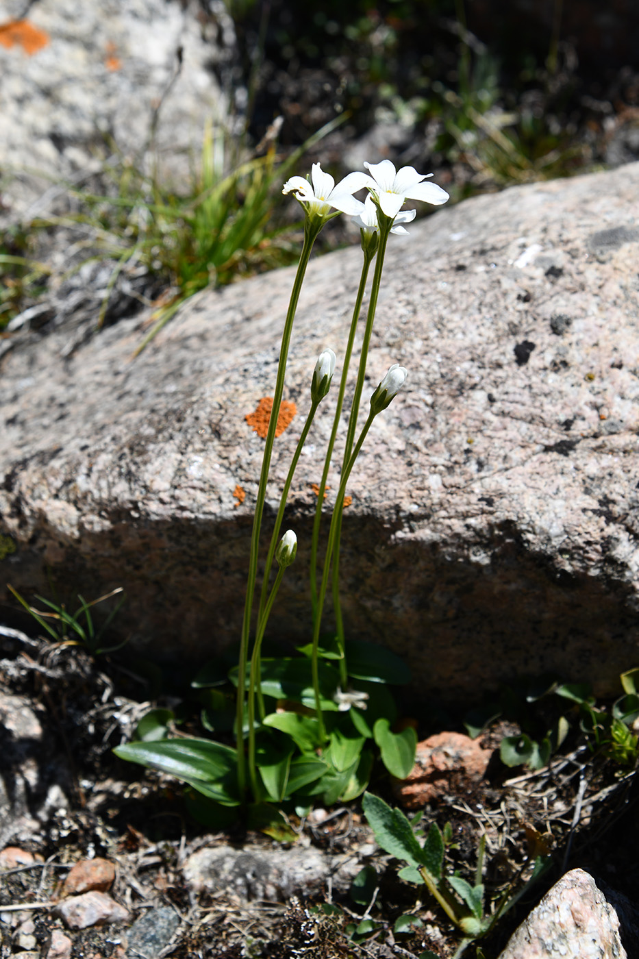 Image of Parnassia laxmannii specimen.