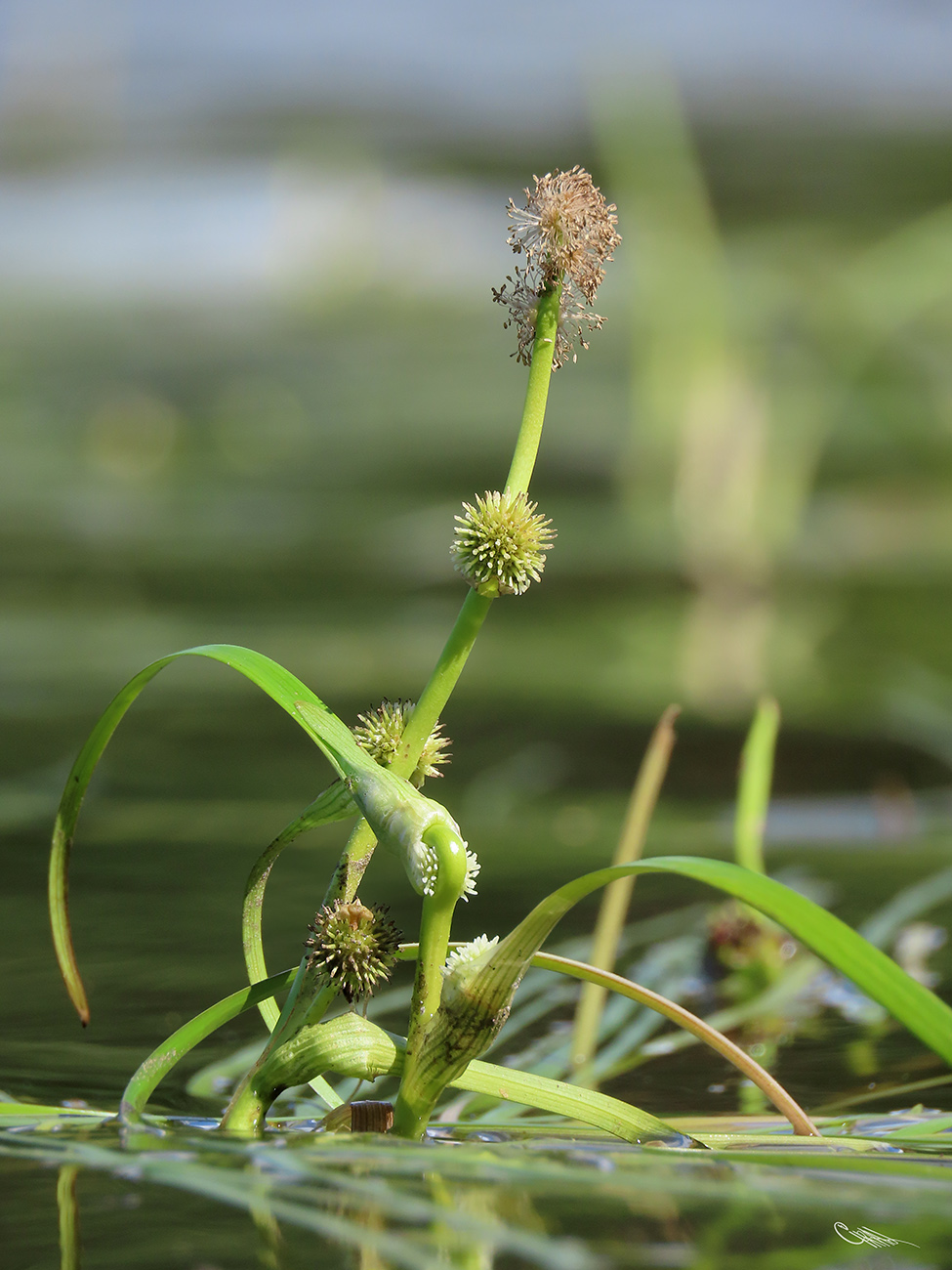 Image of Sparganium &times; longifolium specimen.