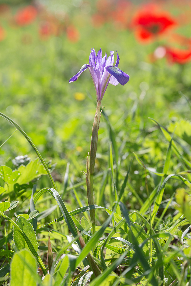 Image of Moraea sisyrinchium specimen.