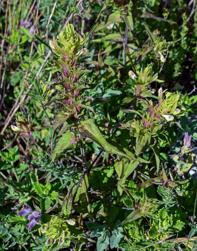 Изображение особи Melampyrum chlorostachyum.