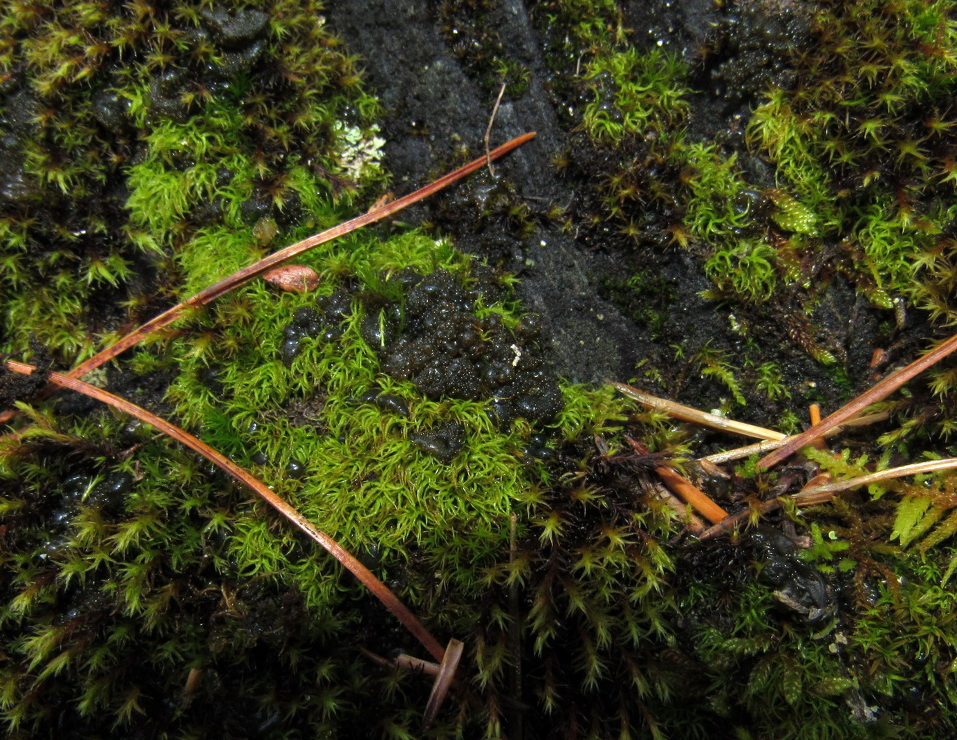 Image of Lathagrium auriforme specimen.