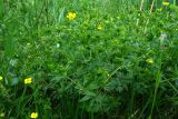 Potentilla erecta