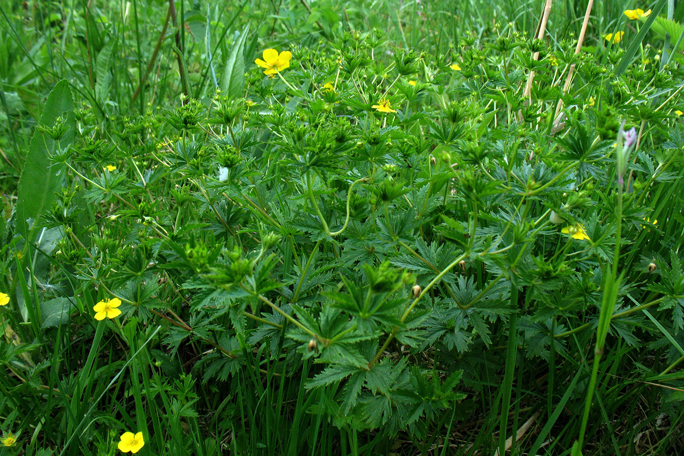 Изображение особи Potentilla erecta.