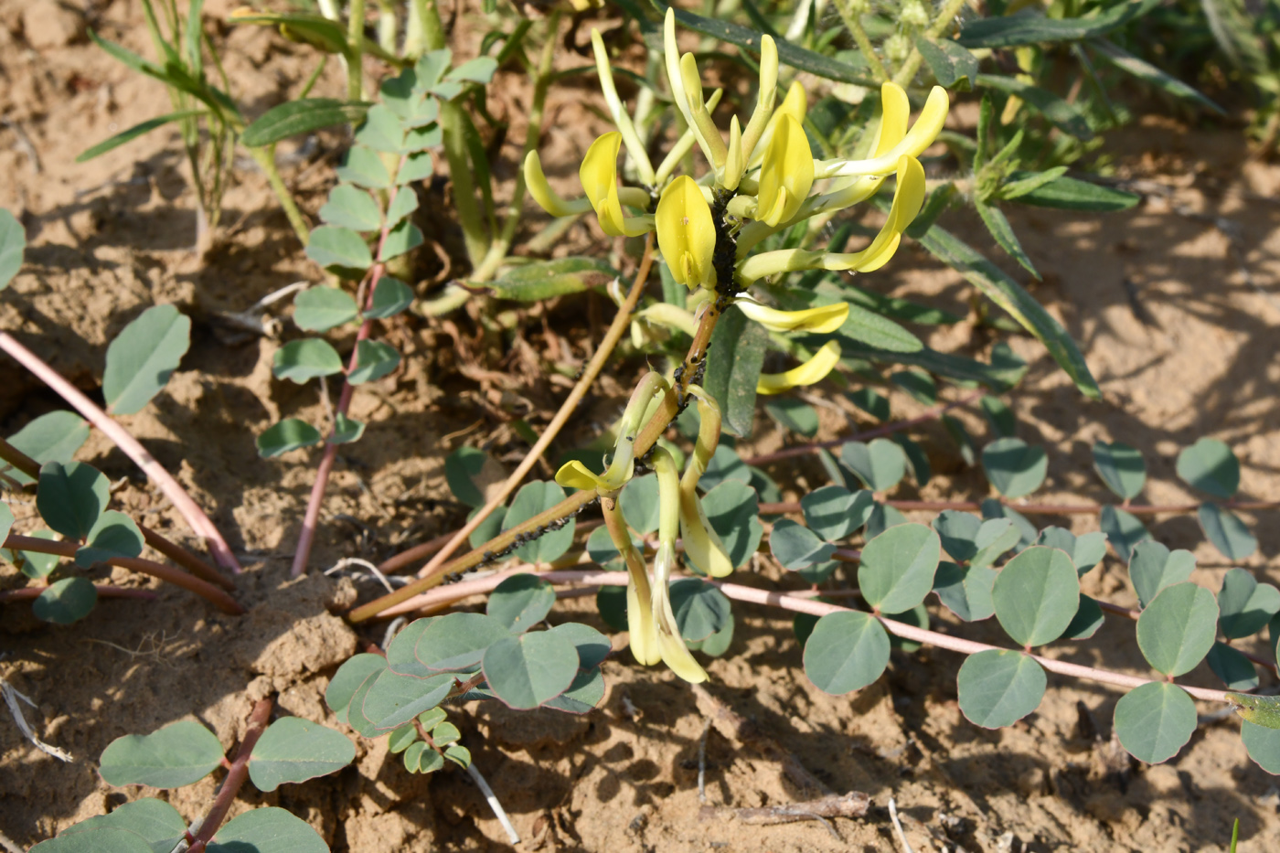 Image of Astragalus flexus specimen.