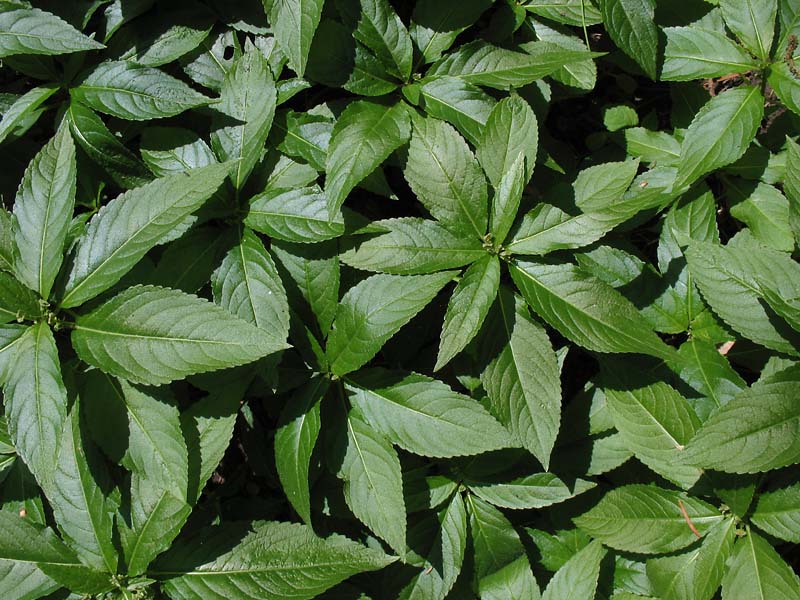 Image of Mercurialis perennis specimen.