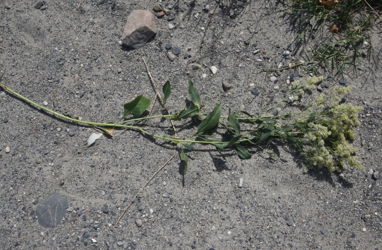 Изображение особи Lepidium latifolium.