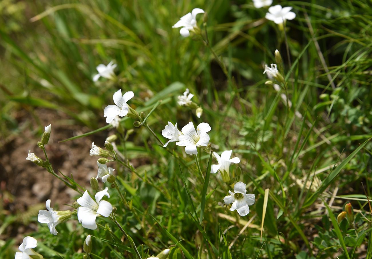 Image of Minuartia circassica specimen.