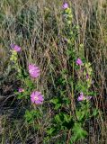 Malva thuringiaca