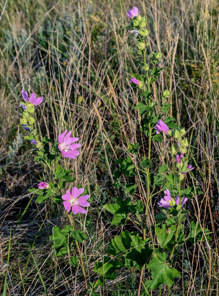 Image of Malva thuringiaca specimen.