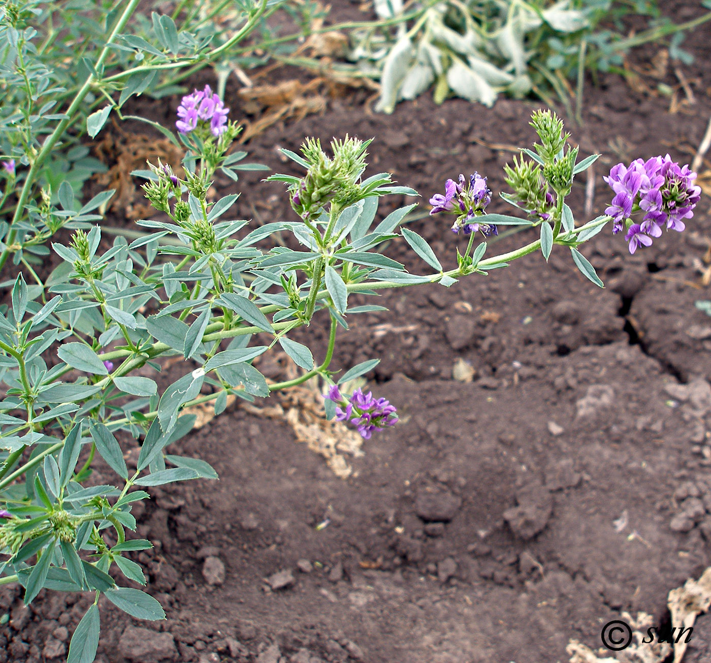 Изображение особи Medicago sativa.