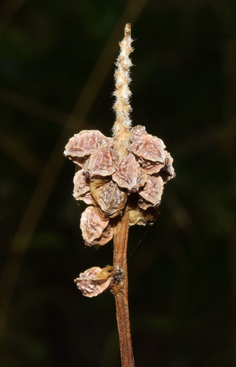 Image of Poterium polygamum specimen.