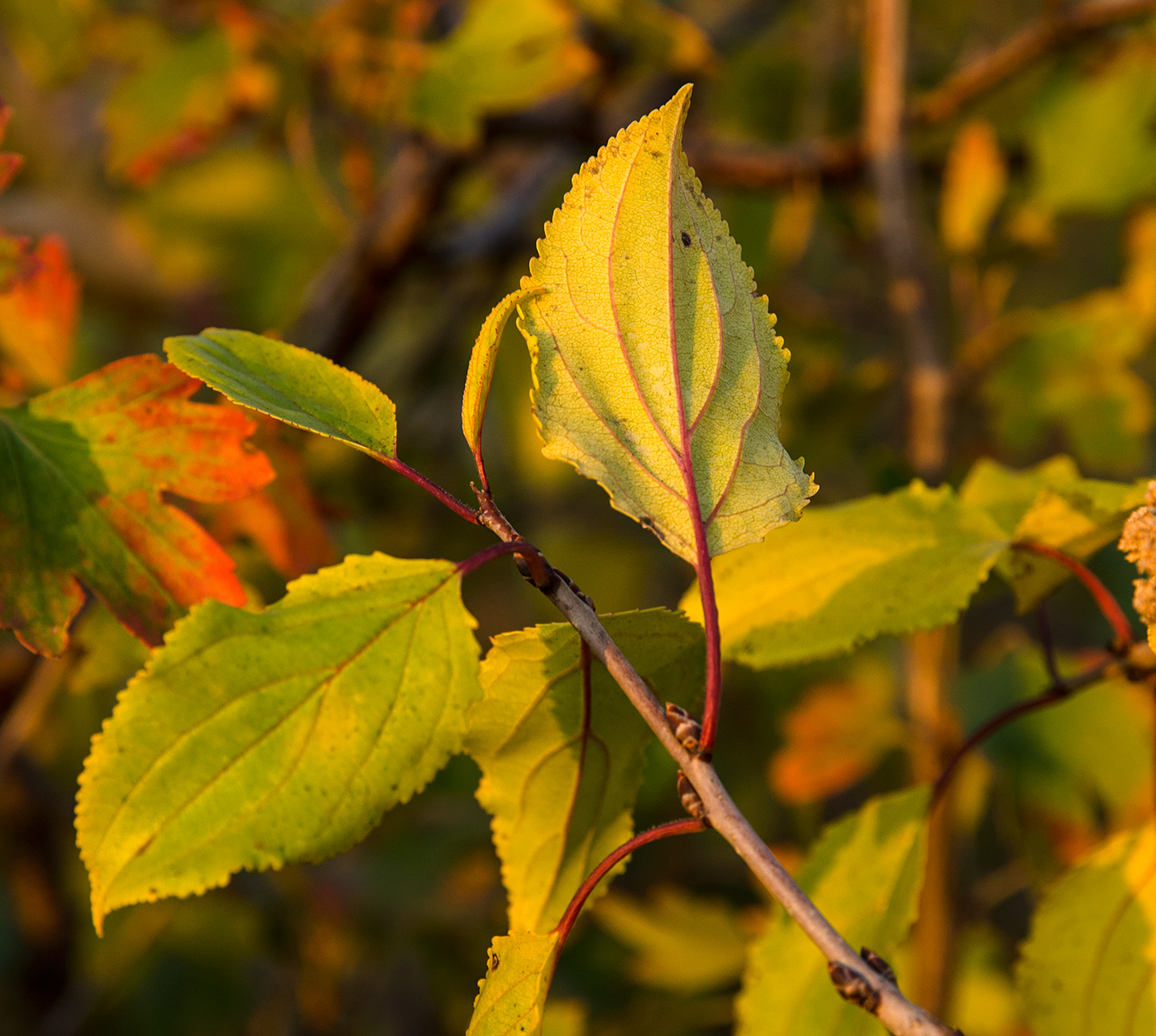 Image of Rhamnus cathartica specimen.