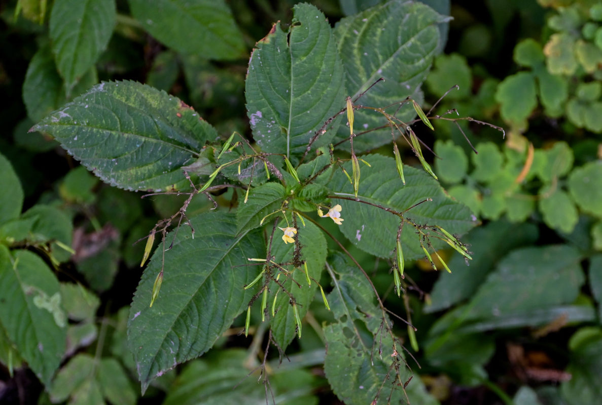 Image of Impatiens parviflora specimen.