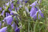 Campanula rotundifolia. Часть соцветия с цветками и бутонами. Липецкая обл., Данковский р-н, 150 м от Камня Кудеяра, правый берег р. Дон, степь. 2 августа 2024 г.