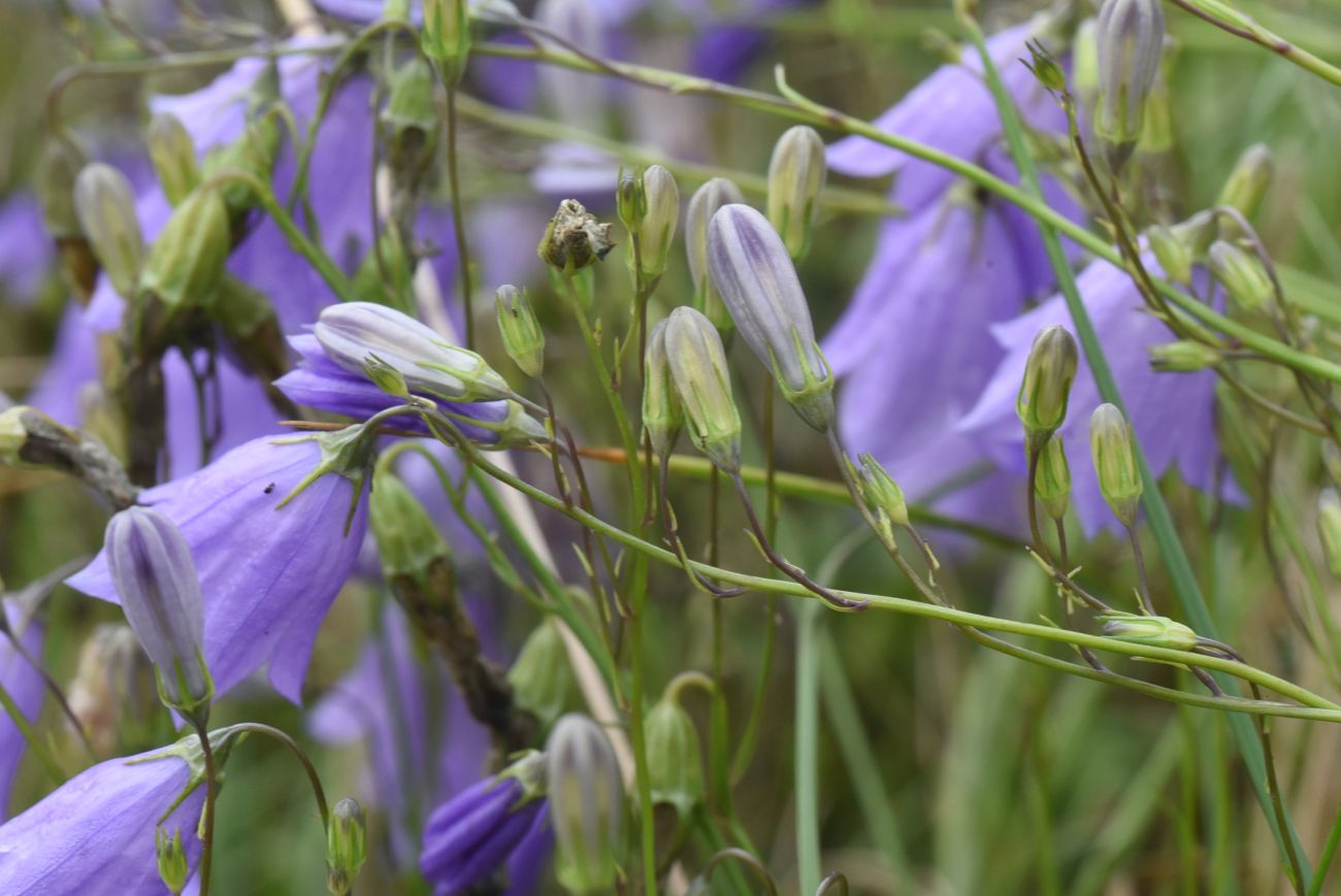 Изображение особи род Campanula.