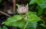 Cirsium oleraceum. Верхушка побега с соцветием. Московская обл., Дмитровский гор. округ, берег оз. Свиное, смешанный лес. 21.07.2024.