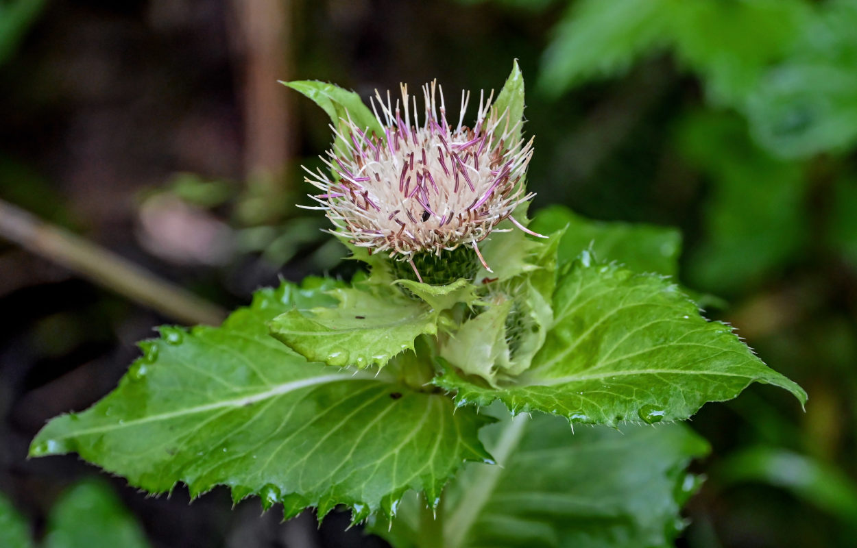 Изображение особи Cirsium oleraceum.