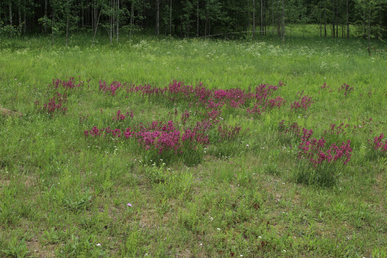 Изображение особи Viscaria vulgaris.