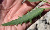 Atriplex littoralis