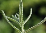 Lavandula dentata