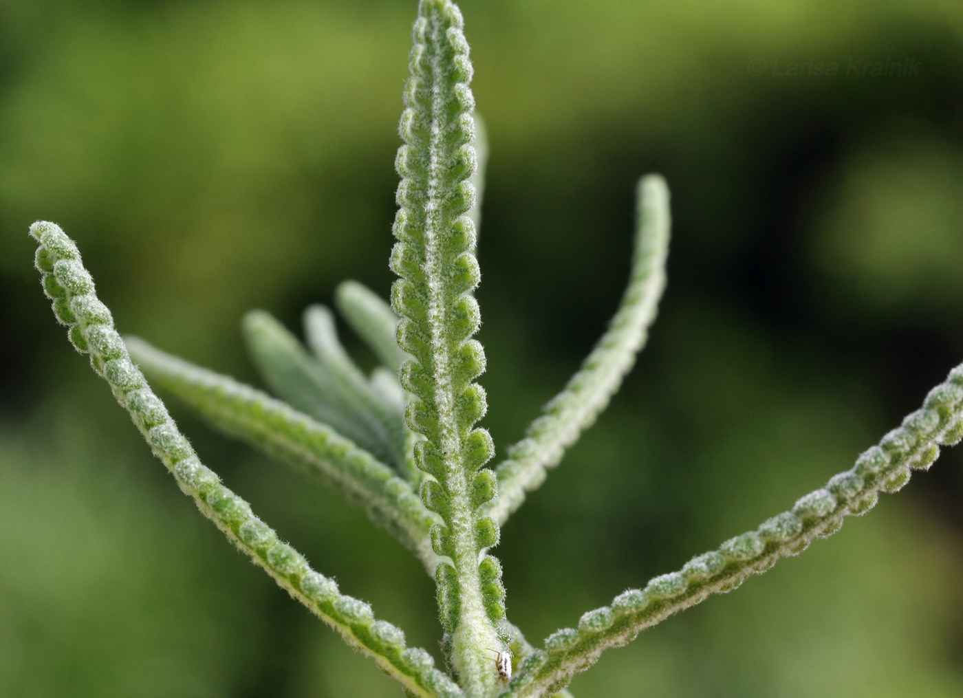 Изображение особи Lavandula dentata.