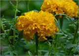 Tagetes erecta