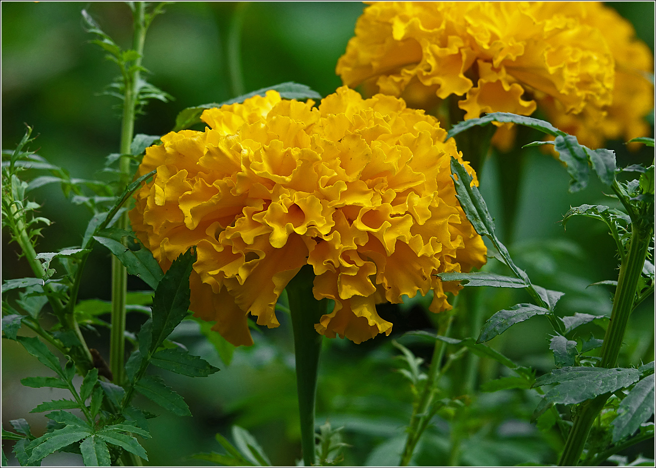 Image of Tagetes erecta specimen.