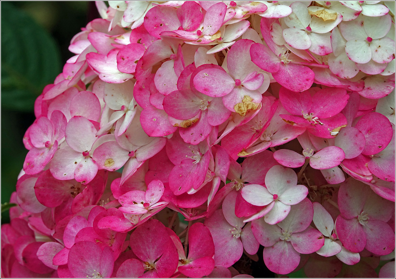 Image of Hydrangea paniculata specimen.