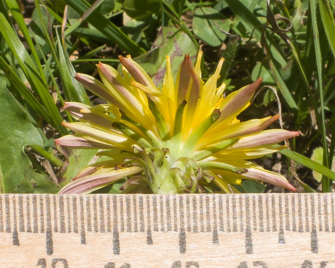 Image of Taraxacum stenocephalum specimen.