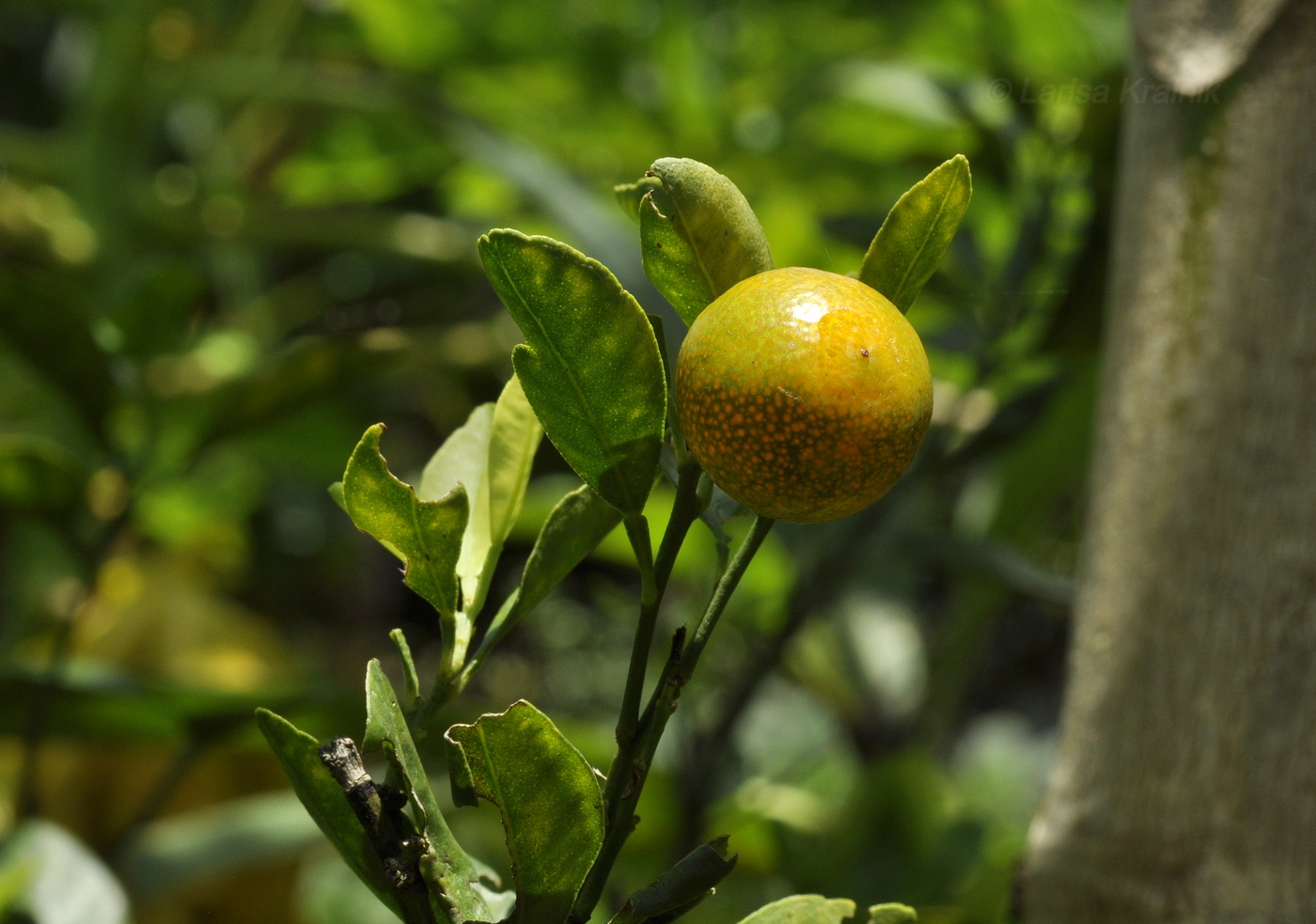 Изображение особи семейство Rutaceae.