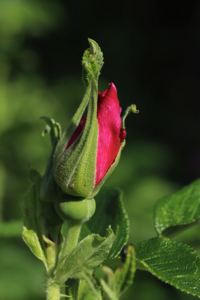 Image of Rosa rugosa specimen.