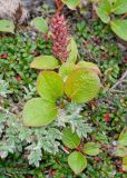 genus Salix. Листья и соплодие, выглядывающие из куртинки Diapensia obovata; на переднем плане видны листья Oxytropis sp. и побеги Cassiope lycopodioides. Камчатский край, Елизовский р-н, природный парк \"Вулканы Камчатки\", южный участок, кластер \"Налычевский\", памятник природы \"Экструзия Верблюд\", тундра. 11.08.2024.