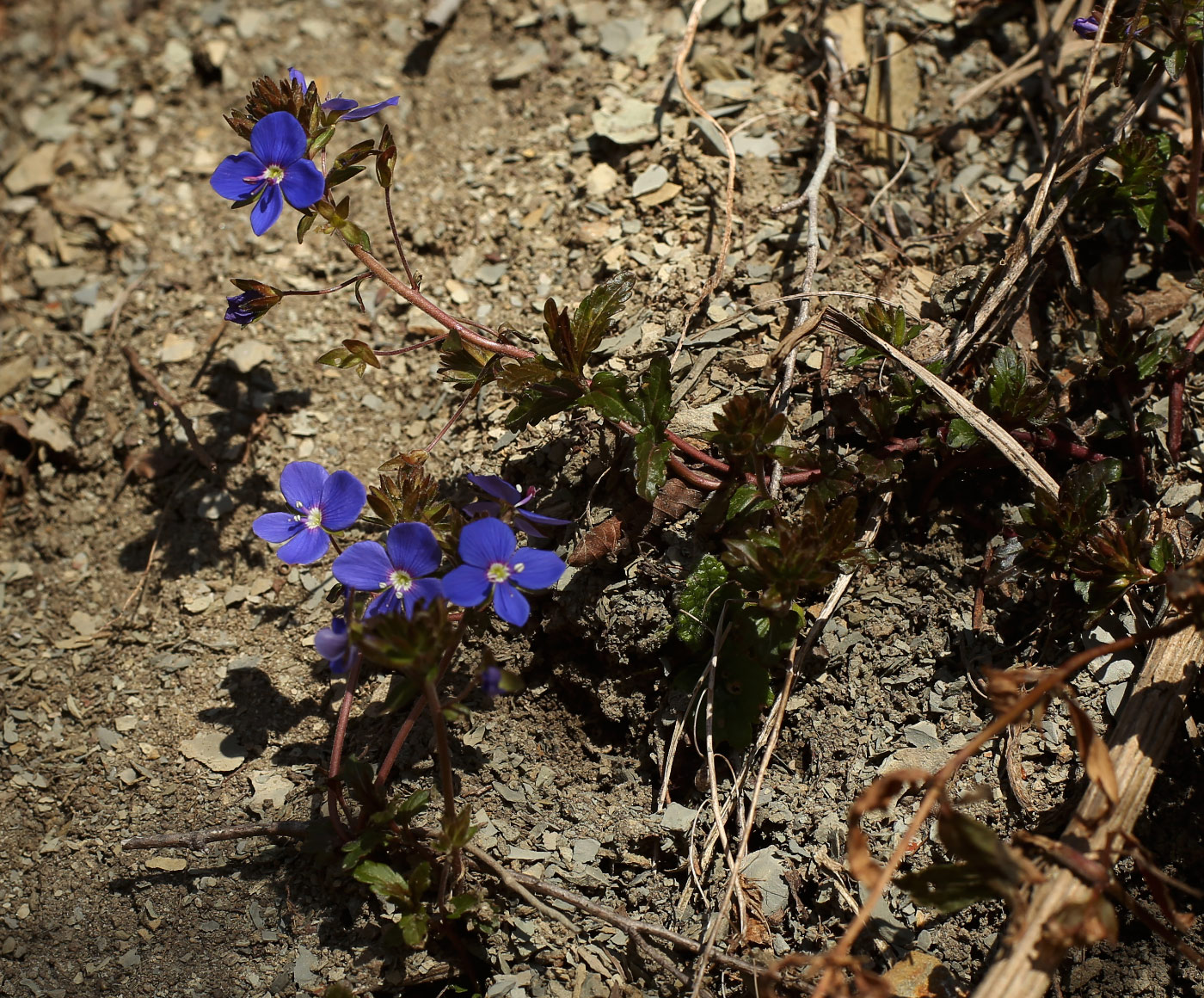 Image of genus Veronica specimen.