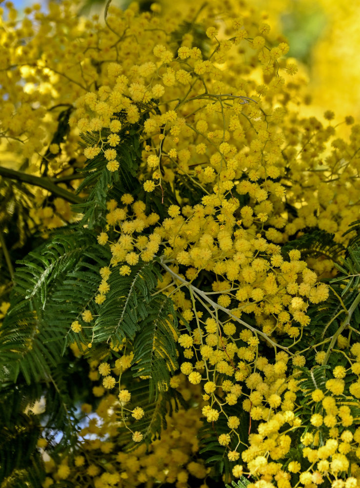 Image of Acacia dealbata specimen.