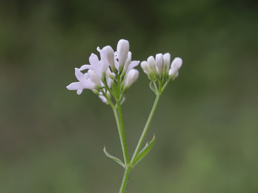 Изображение особи Galium pseudorivale.