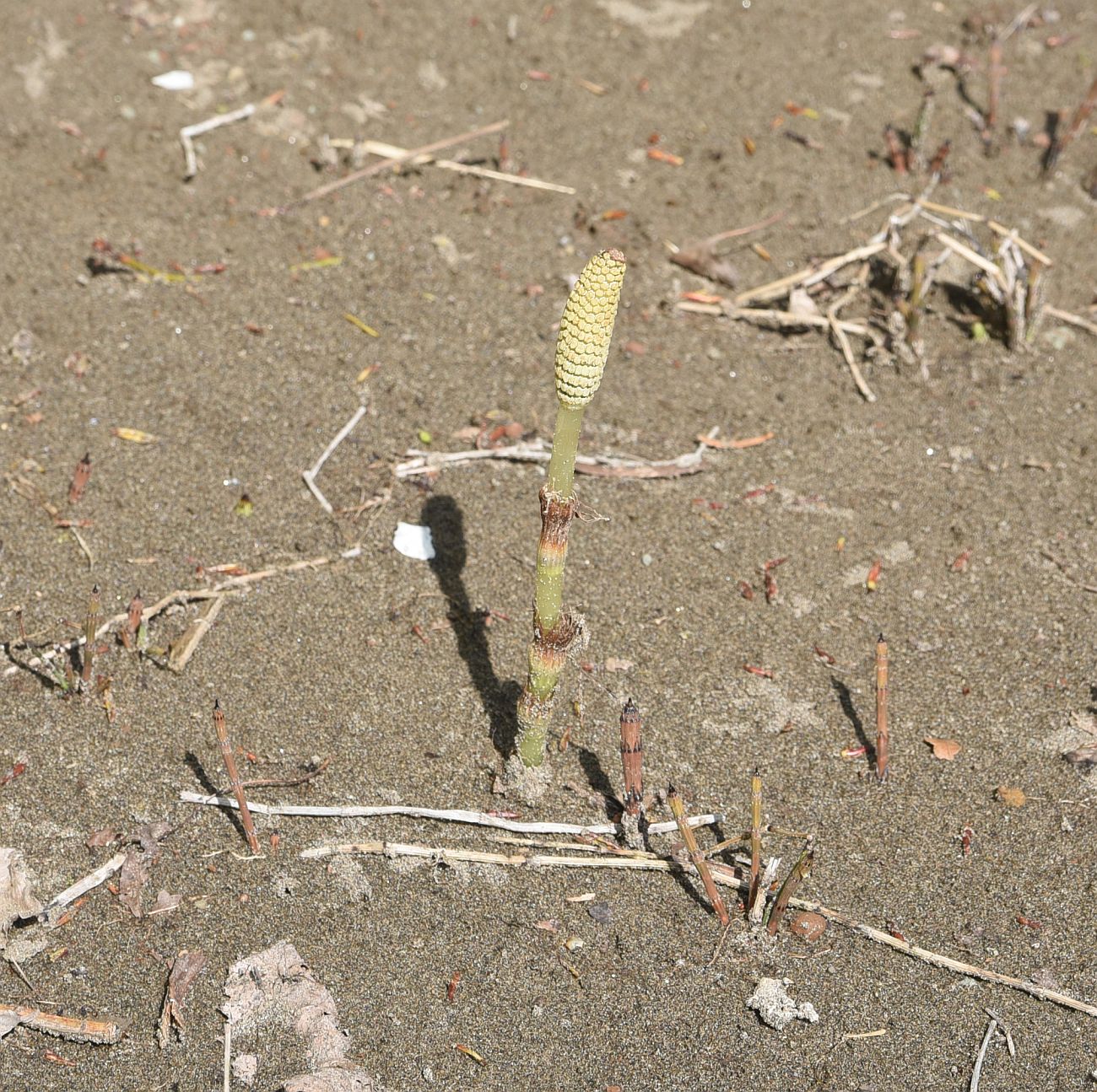Image of Equisetum telmateia specimen.