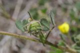 View full-size image Medicago rigidula