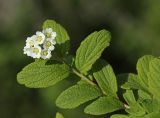 Смотреть изображение Spiraea turczaninowii